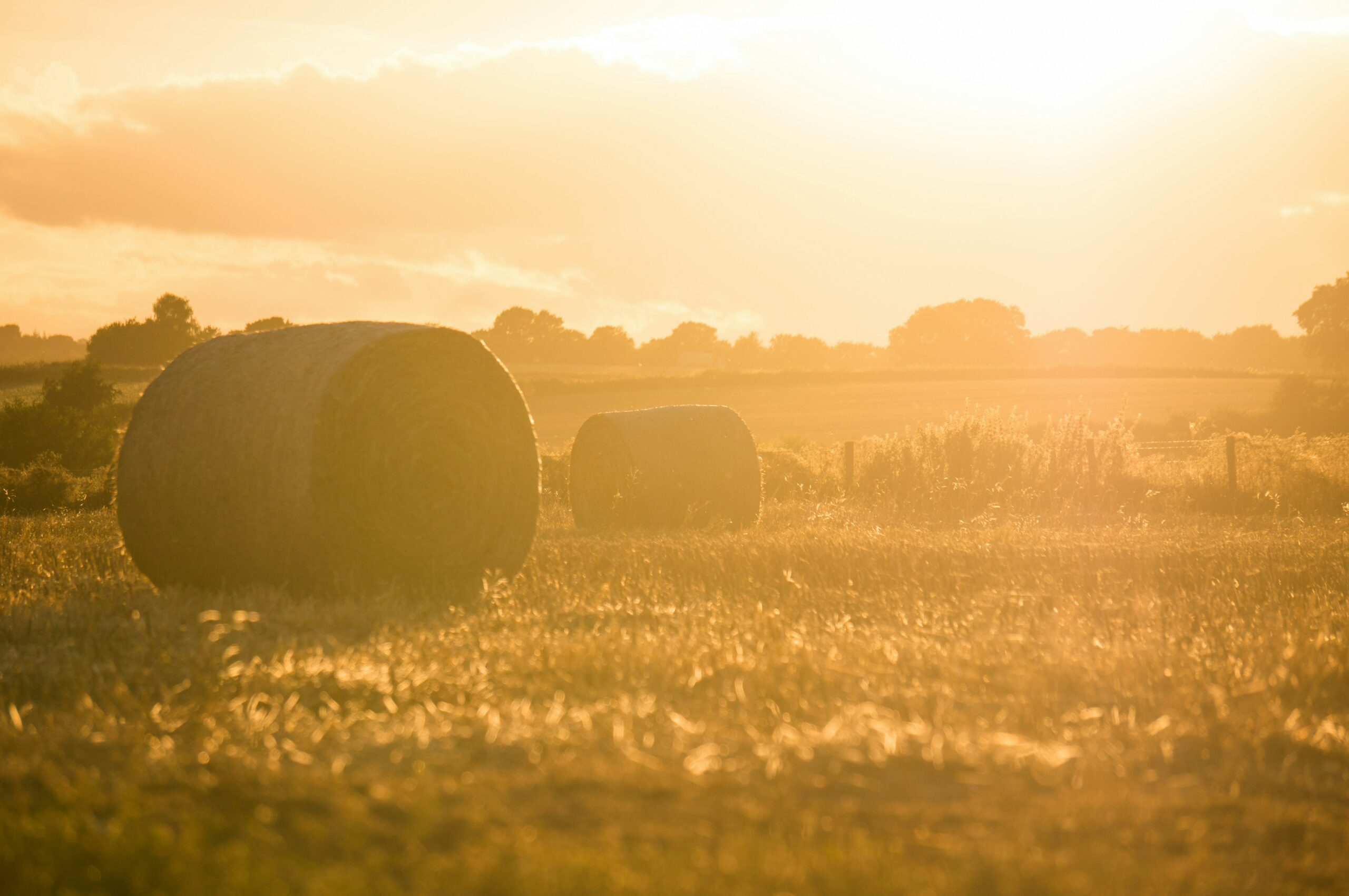 Harvest
